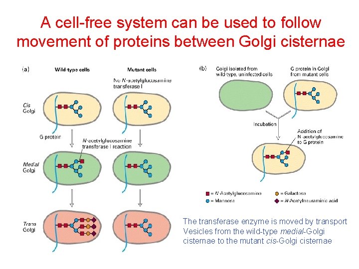 A cell-free system can be used to follow movement of proteins between Golgi cisternae