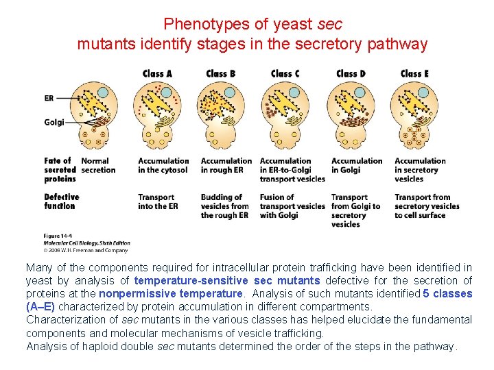 Phenotypes of yeast sec mutants identify stages in the secretory pathway Many of the