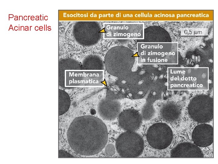 Pancreatic Acinar cells 