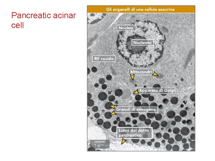 Pancreatic acinar cell 