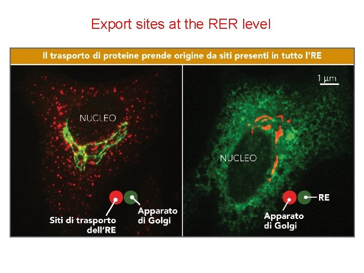 Export sites at the RER level 