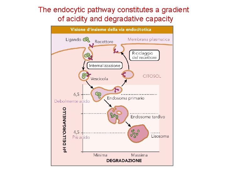 The endocytic pathway constitutes a gradient of acidity and degradative capacity 