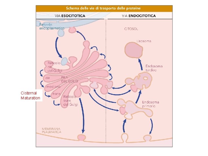 Cisternal Maturation 