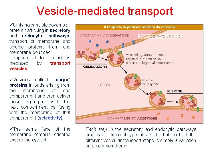Vesicle-mediated transport üUnifying principle governs all protein trafficking in secretory and endocytic pathways: transport