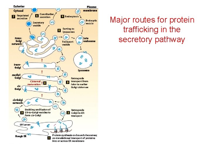 Major routes for protein trafficking in the secretory pathway 