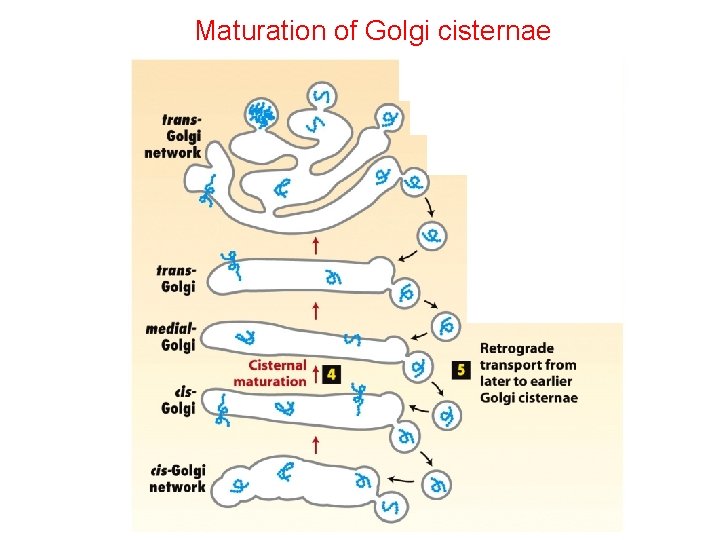 Maturation of Golgi cisternae 