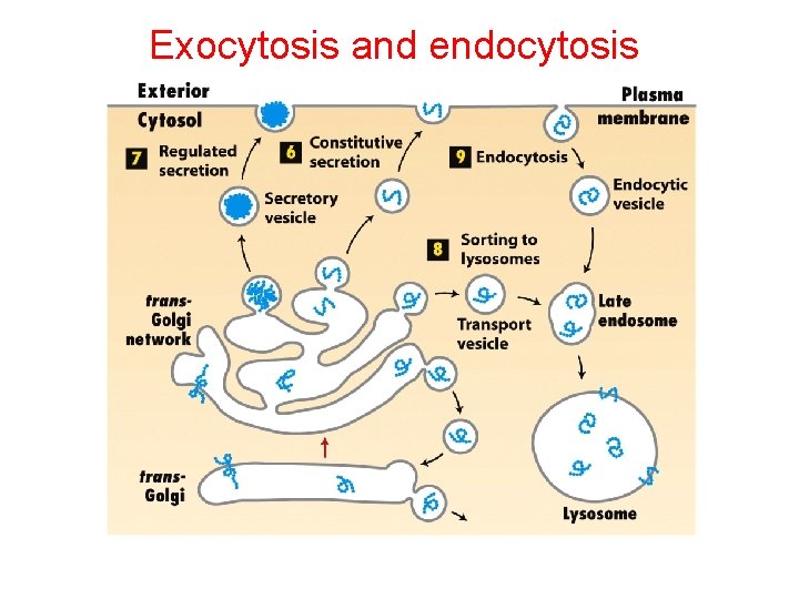 Exocytosis and endocytosis 