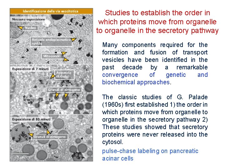 Studies to establish the order in which proteins move from organelle to organelle in