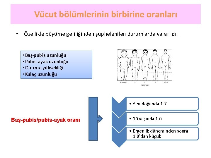 Vücut bölümlerinin birbirine oranları • Özellikle büyüme geriliğinden şüphelenilen durumlarda yararlıdır. • Baş-pubis uzunluğu
