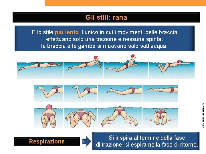 Gli stili: rana È lo stile più lento, l’unico in cui i movimenti delle