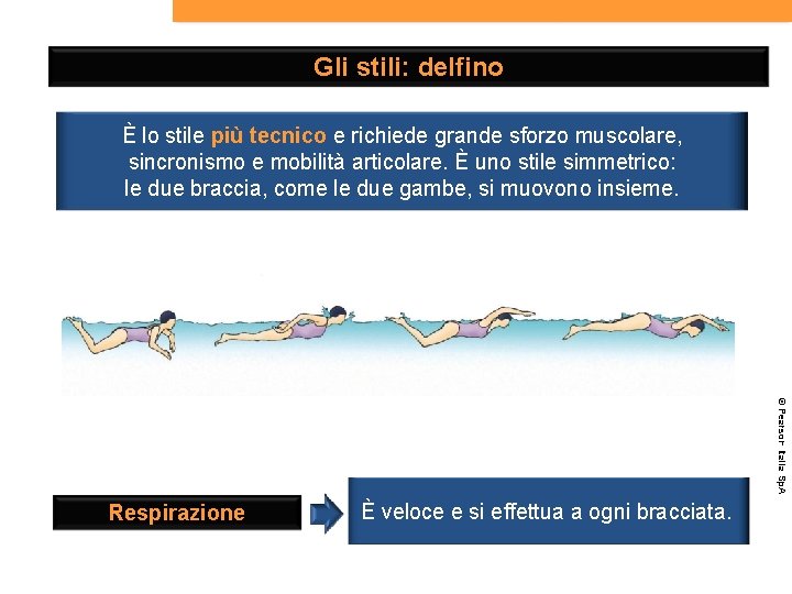 Gli stili: delfino È lo stile più tecnico e richiede grande sforzo muscolare, sincronismo