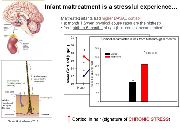 Infant maltreatment is a stressful experience… blood Maltreated infants had higher BASAL cortisol: •