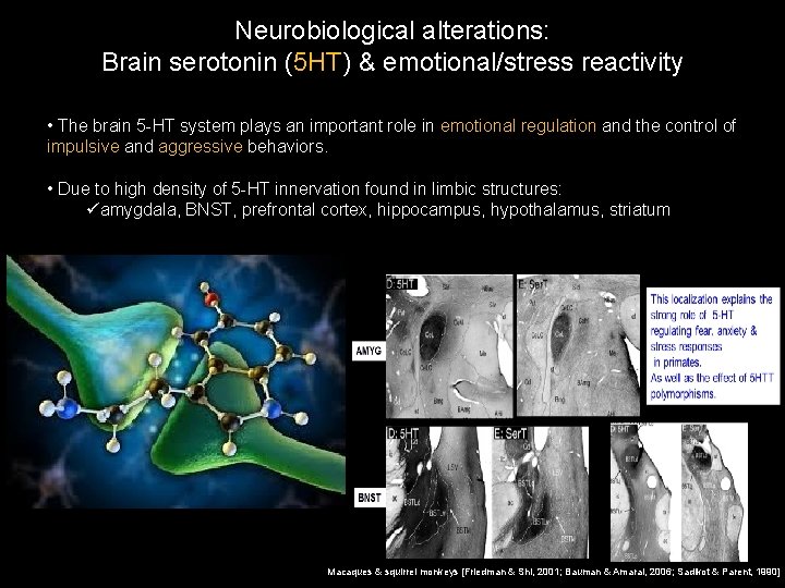 Neurobiological alterations: Brain serotonin (5 HT) & emotional/stress reactivity • The brain 5 -HT