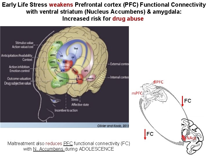 Early Life Stress weakens Prefrontal cortex (PFC) Functional Connectivity with ventral striatum (Nucleus Accumbens)