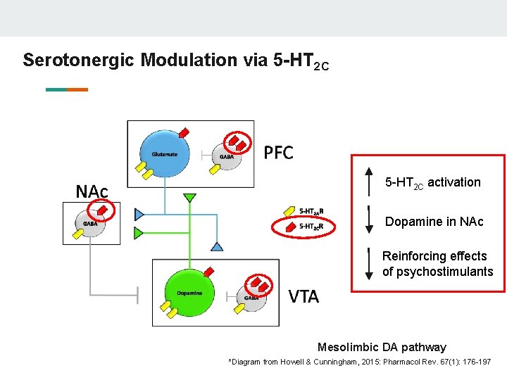 Serotonergic Modulation via 5 -HT 2 C activation Dopamine in NAc Reinforcing effects of