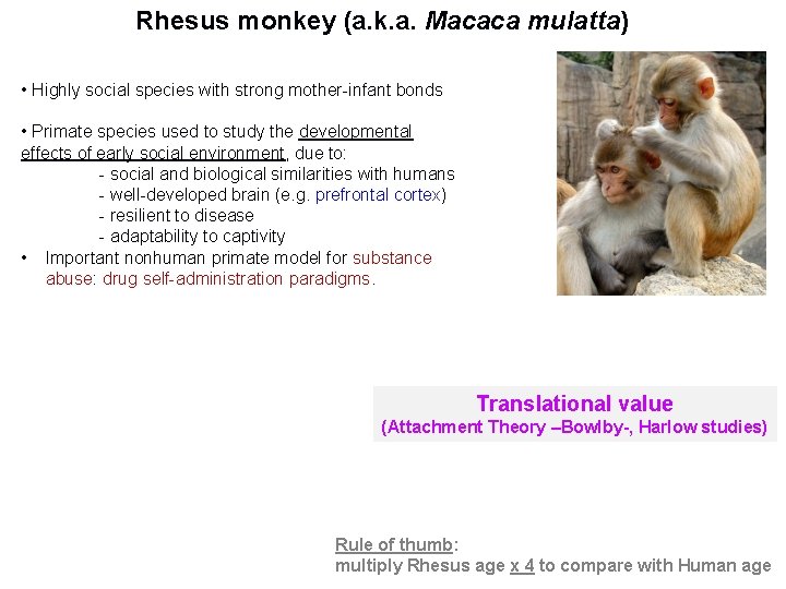Rhesus monkey (a. k. a. Macaca mulatta) • Highly social species with strong mother-infant