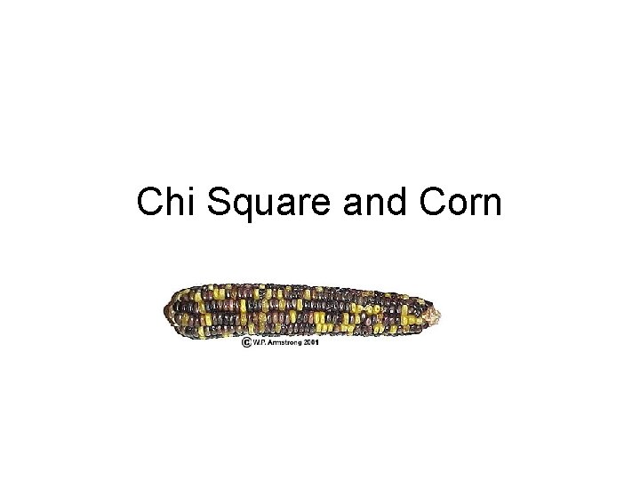 Chi Square And Corn What Does Chisquare Analysis