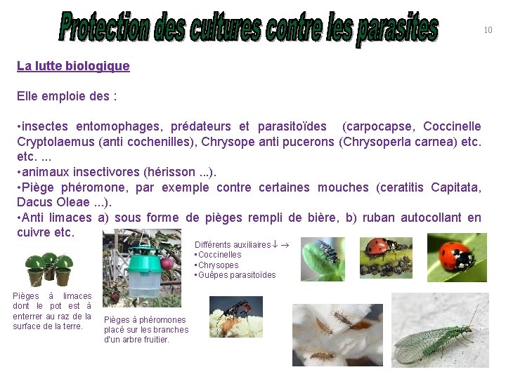 10 La lutte biologique Elle emploie des : • insectes entomophages, prédateurs et parasitoïdes