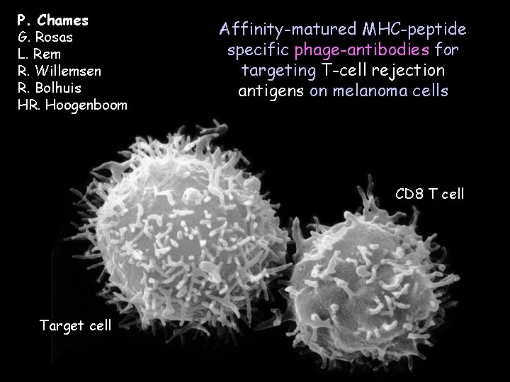 PP. Chames G. Rosas L. Rem R. Willemsen R. Bolhuis HR. Hoogenboom Affinity-matured MHC-peptide