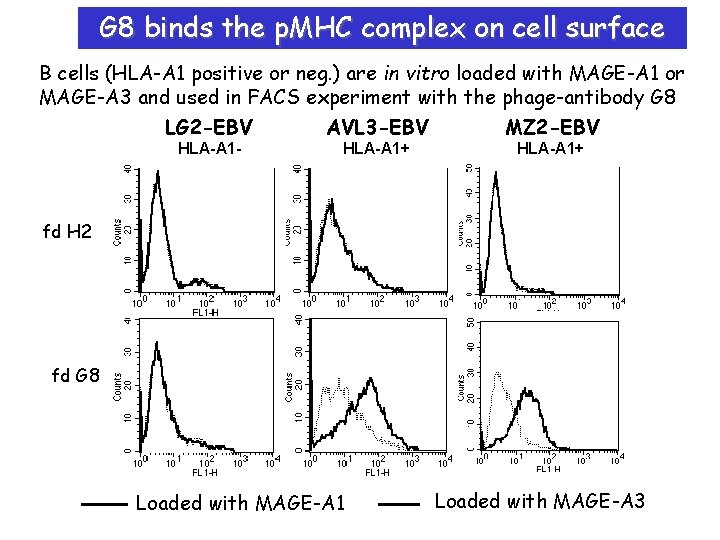 G 8 binds the p. MHC complex on cell surface B cells (HLA-A 1