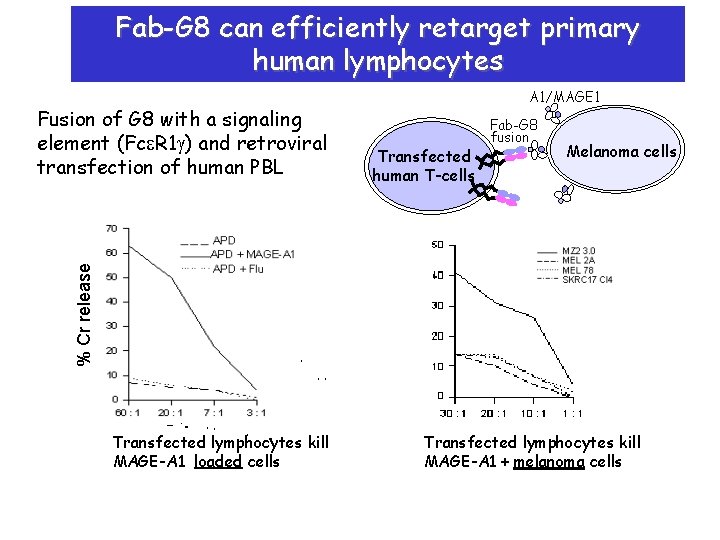 Fab-G 8 can efficiently retarget primary human lymphocytes Transfected human T-cells Fab-G 8 fusion