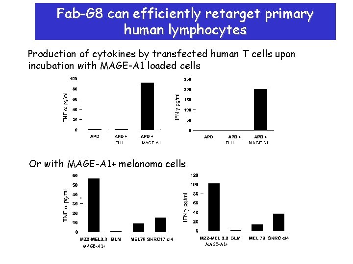 Fab-G 8 can efficiently retarget primary human lymphocytes Production of cytokines by transfected human