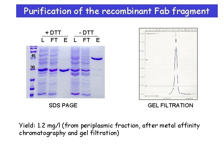 Purification of the recombinant Fab fragment + DTT L FT E - DTT L