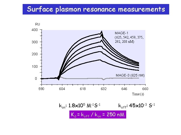 Surface plasmon resonance measurements RU 400 MAGE-1 (625, 542, 459, 375, 292, 208 n.