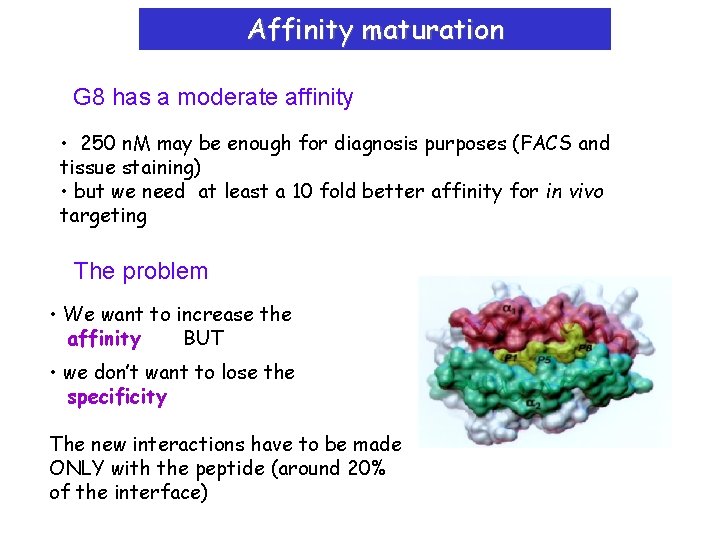 Affinity maturation G 8 has a moderate affinity • 250 n. M may be