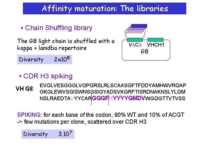 Affinity maturation: The libraries • Chain Shuffling library The G 8 light chain is