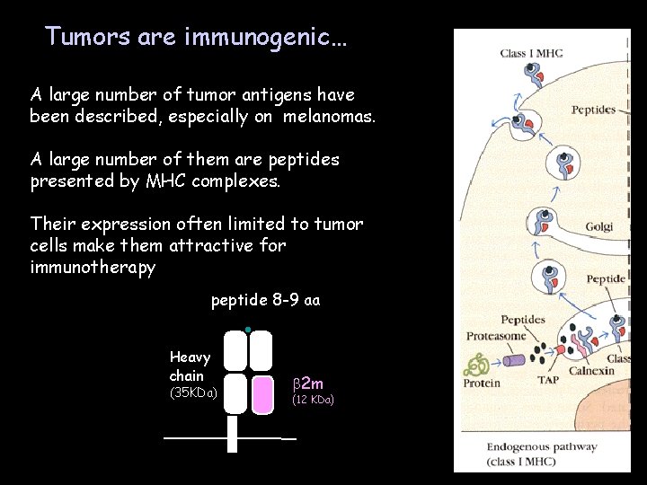 Tumors are immunogenic… A large number of tumor antigens have been described, especially on