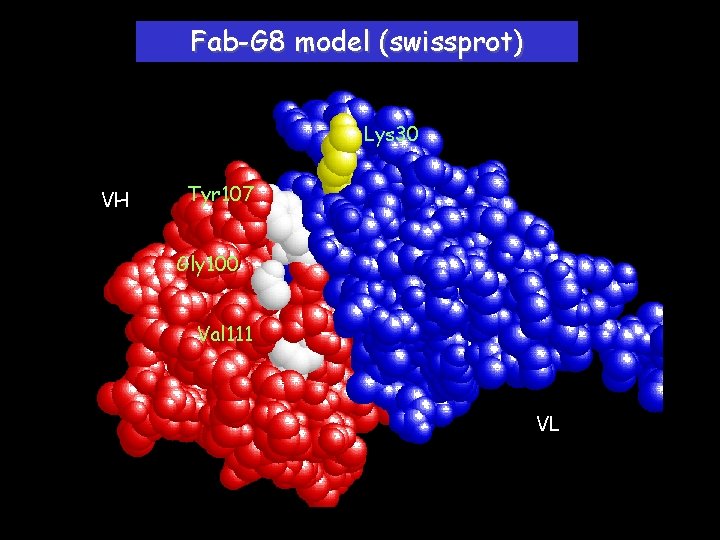Fab-G 8 model (swissprot) Lys 30 VH Tyr 107 Gly 100 Val 111 VL