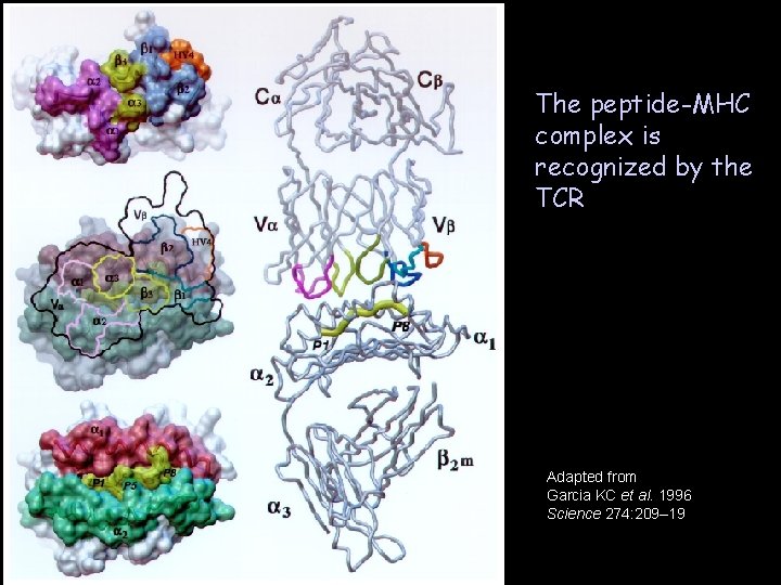 The peptide-MHC complex is recognized by the TCR Adapted from Garcia KC et al.