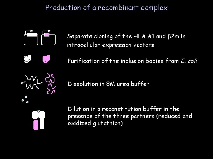 Production of a recombinant complex Separate cloning of the HLA A 1 and b