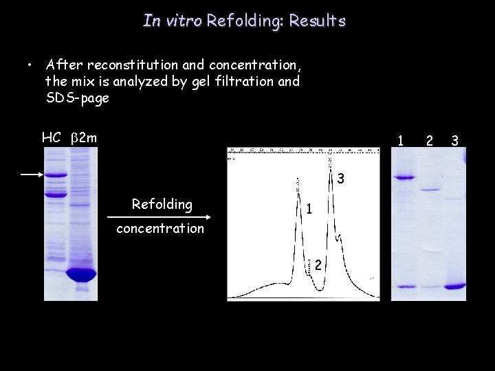 In vitro Refolding: Results • After reconstitution and concentration, the mix is analyzed by