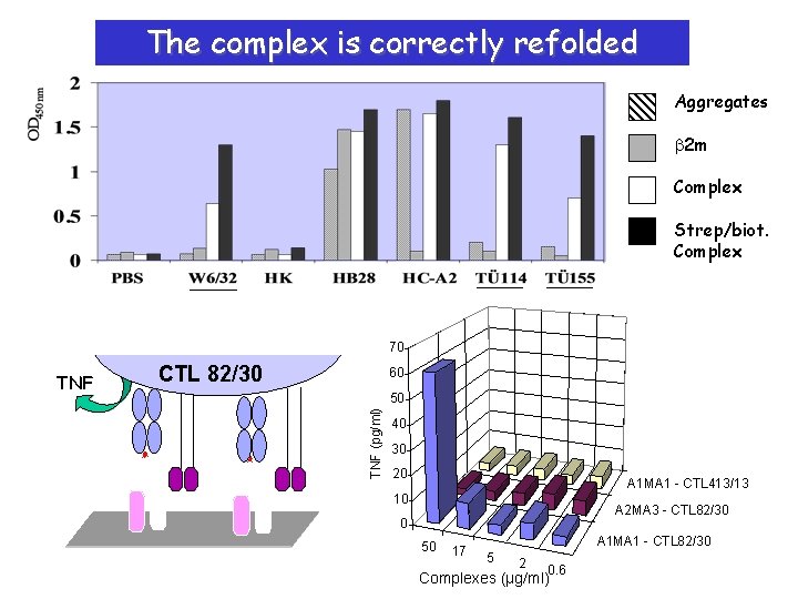 The complex is correctly refolded Aggregates b 2 m Complex Strep/biot. Complex 70 CTL