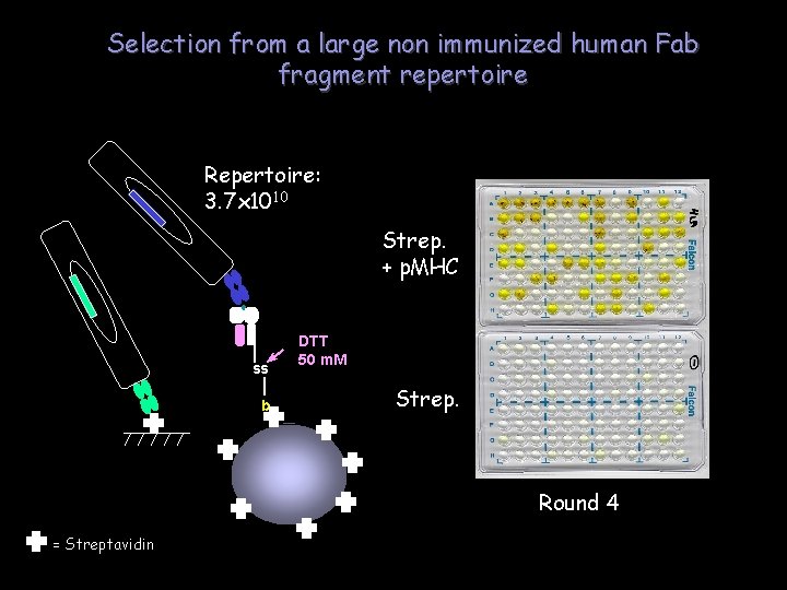 Selection from a large non immunized human Fab fragment repertoire Repertoire: 3. 7 x