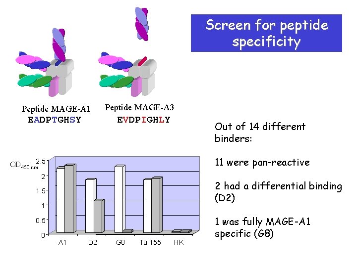 Screen for peptide specificity Peptide MAGE-A 1 EADPTGHSY Peptide MAGE-A 3 EVDPIGHLY Out of