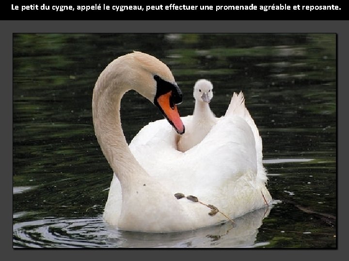 Laissezvous Mouvoir Par Ces Scnes De La Vie