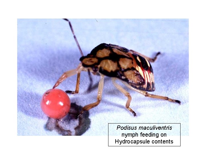 Podisus maculiventris nymph feeding on Hydrocapsule contents 