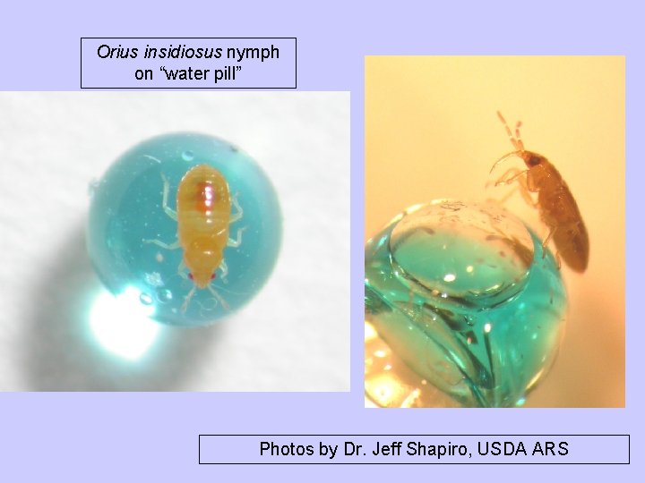 Orius insidiosus nymph on “water pill” Photos by Dr. Jeff Shapiro, USDA ARS 