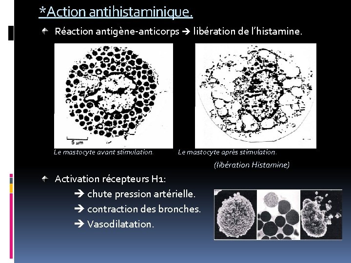 *Action antihistaminique. Réaction antigène-anticorps libération de l’histamine. Le mastocyte avant stimulation. Le mastocyte après