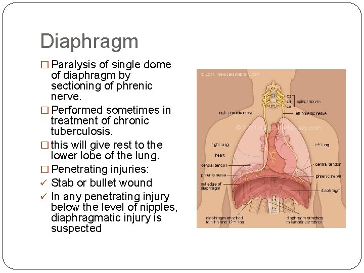 Diaphragm � Paralysis of single dome of diaphragm by sectioning of phrenic nerve. �