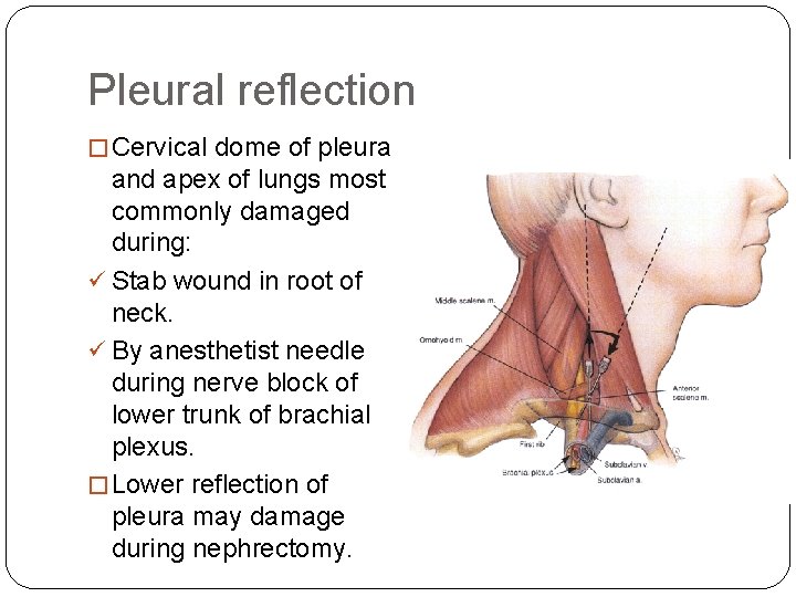 Pleural reflection � Cervical dome of pleura and apex of lungs most commonly damaged