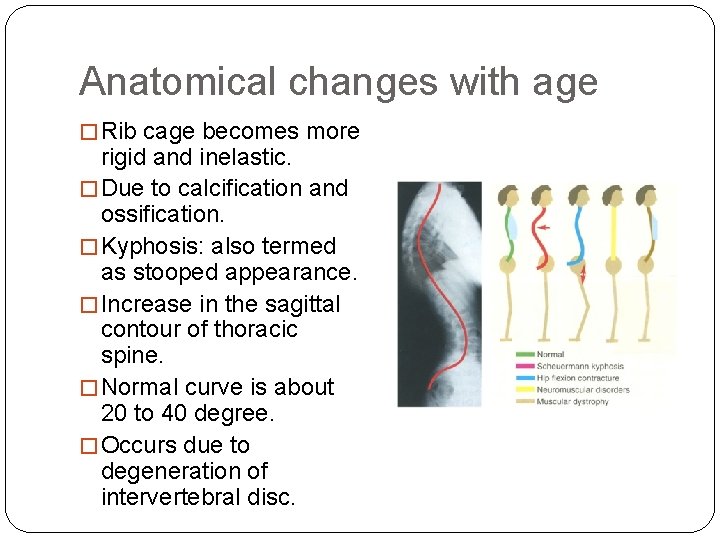 Anatomical changes with age � Rib cage becomes more rigid and inelastic. � Due