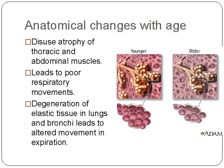 Anatomical changes with age �Disuse atrophy of thoracic and abdominal muscles. �Leads to poor