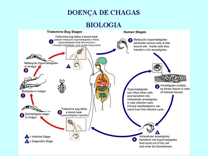 DOENÇA DE CHAGAS BIOLOGIA 