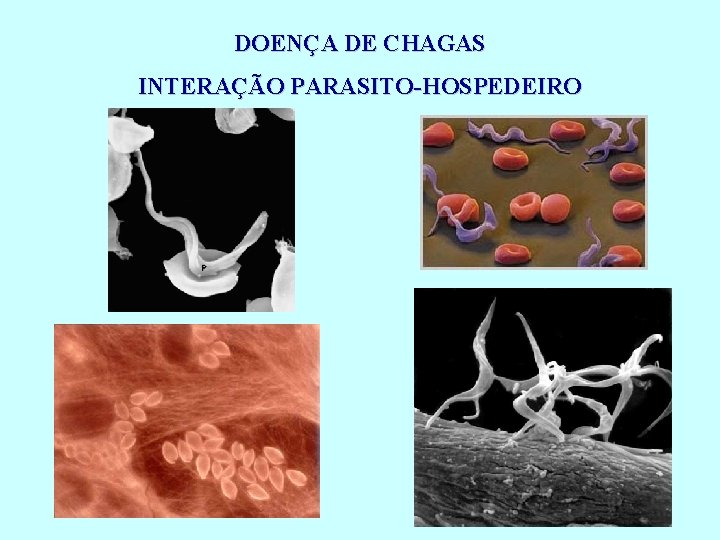 DOENÇA DE CHAGAS INTERAÇÃO PARASITO-HOSPEDEIRO 