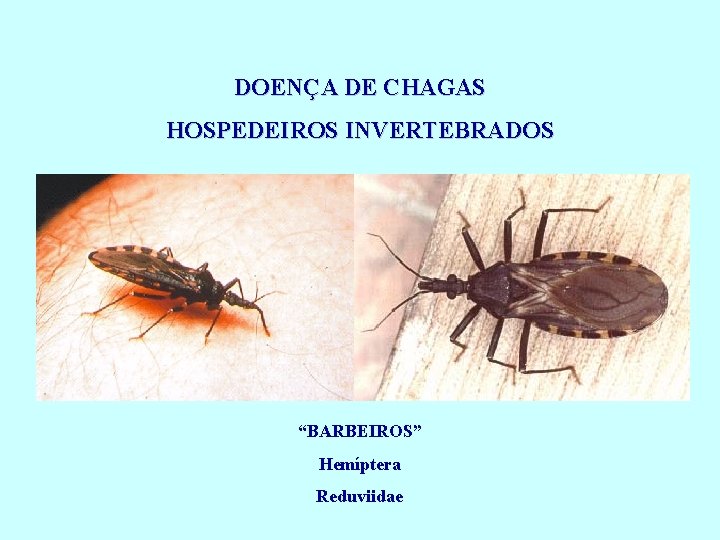 DOENÇA DE CHAGAS HOSPEDEIROS INVERTEBRADOS “BARBEIROS” Hemíptera Reduviidae 