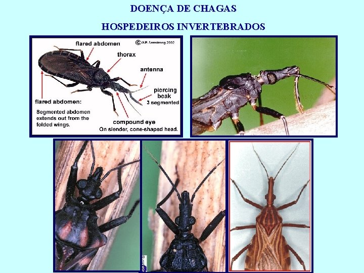DOENÇA DE CHAGAS HOSPEDEIROS INVERTEBRADOS 